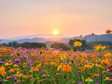 wildflowers in a mountain valley